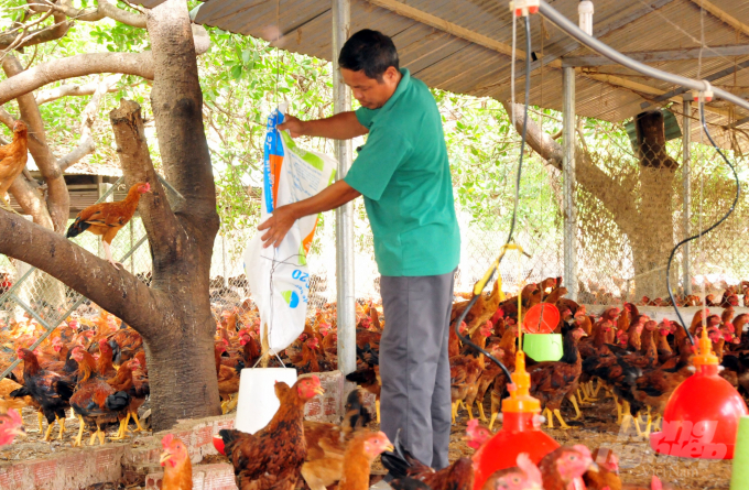 Thành viên Câu lạc bộ nuôi gà Thanh Bình tập trung duy trì sản xuất đàn gà của gia đình. Ảnh: Trần Trung.