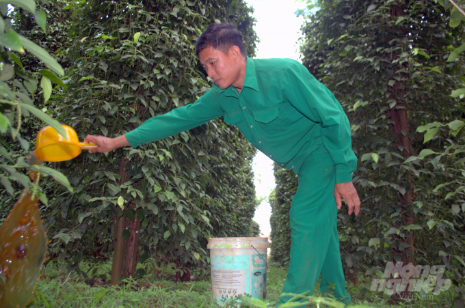 Sau quá trình ủ, các chế phẩm được tưới trực tiếp cho cây trồng, không chỉ tiết kiệm thời gian còn giúp cây hấp thụ nhanh chất dinh dưỡng. Ảnh: Trần Trung.