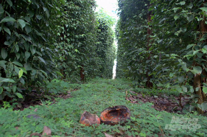 Cỏ đậu được anh Chung trồng đại trà giúp giữ ẩm, chống xói mòn và tạo phì nhiêu cho đất. Ảnh: Trần Trung.