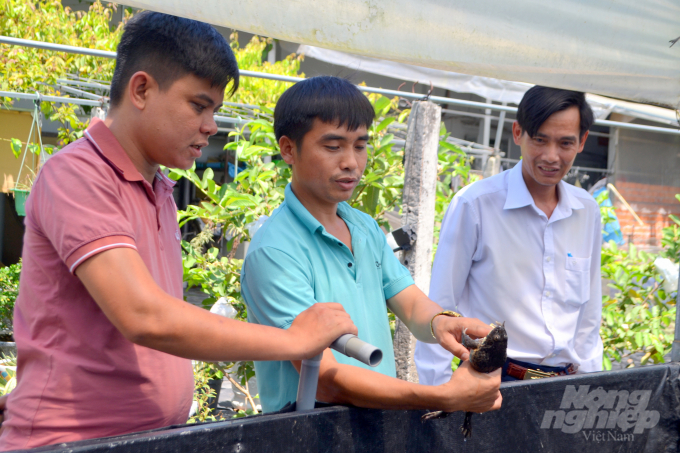 Anh Tình (giữa) chia sẻ kinh nghiệm nuôi ếch sinh sản với các thành viên tham gia liên kết sản xuất với HTX. Ảnh: Trần Trung.