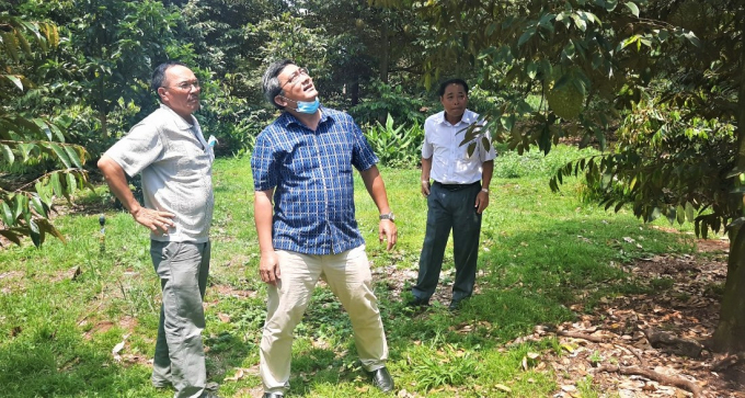 Ông Thamarong Sukprasert - Phó Tổng cấp cao, Tập đoàn C.P Việt Nam, đến tìm hiểu vùng trồng sầu riêng nguyên liệu trong đó có HTX Tiến Thịnh để xuất khẩu qua các quốc gia. Ảnh: CTV