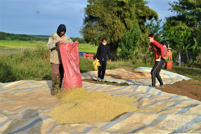 Người đồng bào S’tiêng phấn khởi vì trồng lúa ST24 theo hướng hữu cơ giúp họ có thêm thu nhập. Ảnh: Trần Trung.