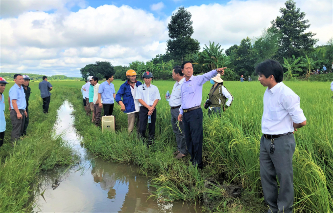 Ông Đoàn Văn Thảo - Chủ tịch UBND huyện Bù Đốp (áo xanh, đang chỉ tay) thị sát tại ruộng canh tác lúa ST24.