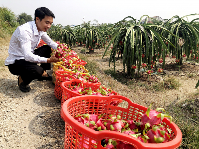 Thu hoạch thanh long – một loại nông sản chủ lực ở Long An. Ảnh: Trần Trung.
