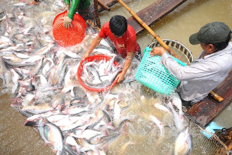 Workers in catfish industry are facing difficulties due to Covid-19 movement restrictions. Photo: L.H.Vu.