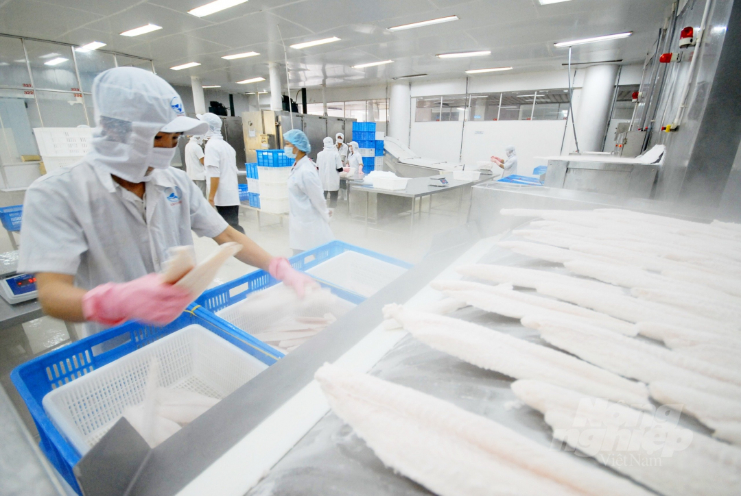 Catfish supply chain is hard-hit amid Covid-19. Photo: L.H.Vu.