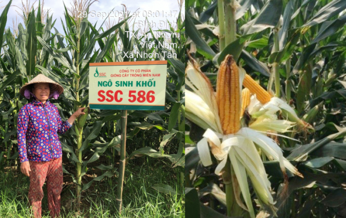 Nông dân An Nhơn – Bình Định trồng SSC586 sinh khối.