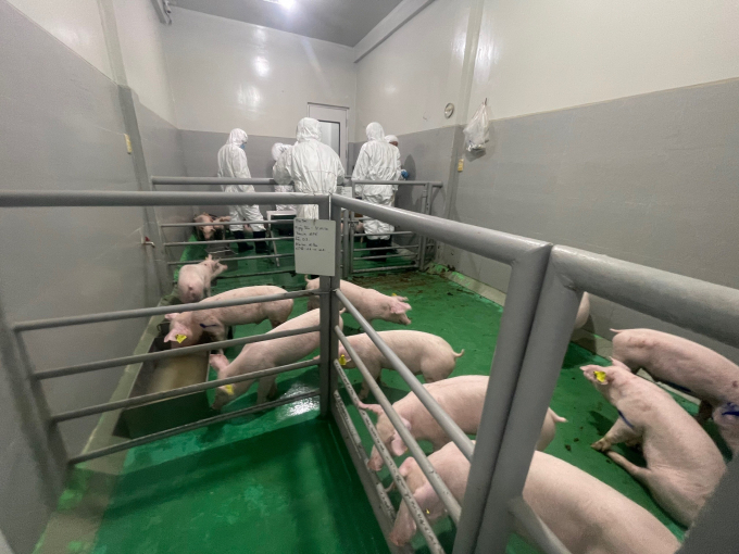 Transmissibility under vaccine production conditions was also tested in Yorkshire & Landrace crossbred pigs.