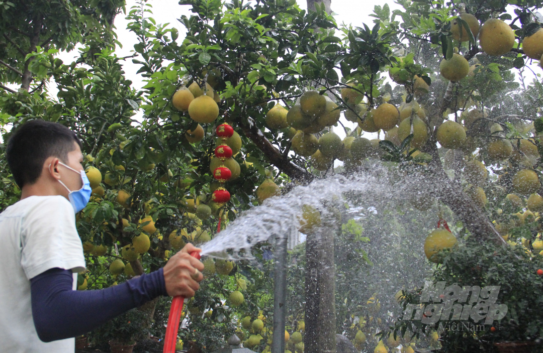 Mỗi ngày sẽ tưới nước cho những gốc bưởi 2 lần. Ảnh: Hoàng Thọ.