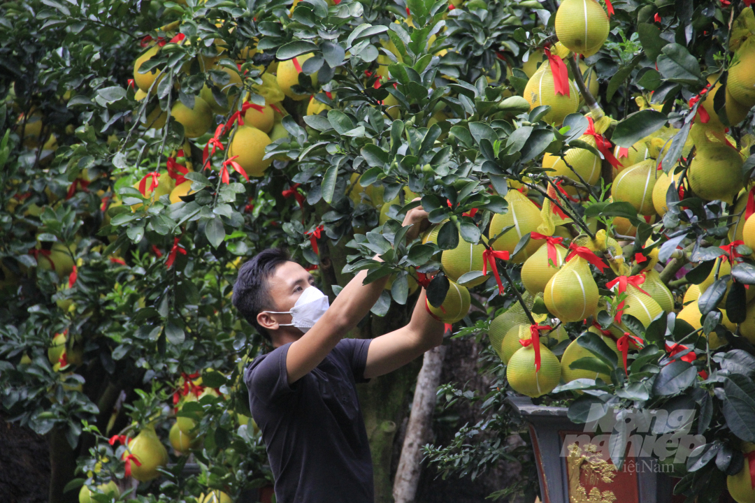 Anh Lô Quốc Hiền, chủ vườn Hoàng Phương đang cắt tỉa, chăm sóc tỉ mỉ cho những cây bưởi. Ảnh: Hoàng Thọ.