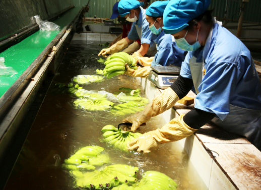 Sơ chế sản phẩm chuối tại Khu Nông nghiệp công nghệ cao An Thái, huyện Phú Giáo, Bình Dương. Ảnh: Trần Trung.