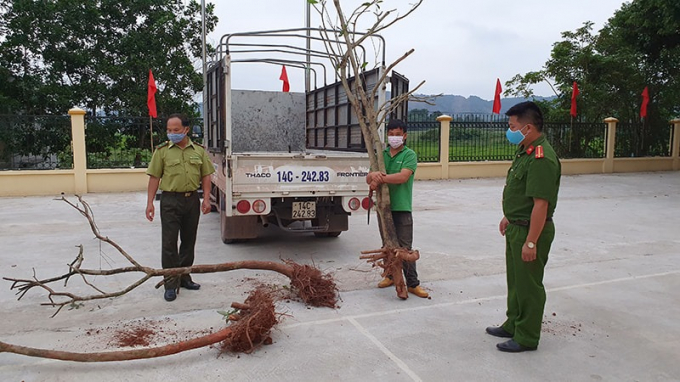 Hạt Kiểm lâm huyện Hải Hà phối hợp với Công an xã Quảng Đức đã phát hiện hai vụ khai thác trái phép cây Sim trong rừng tự nhiên trên địa bàn xã. Ảnh: Trần Trinh