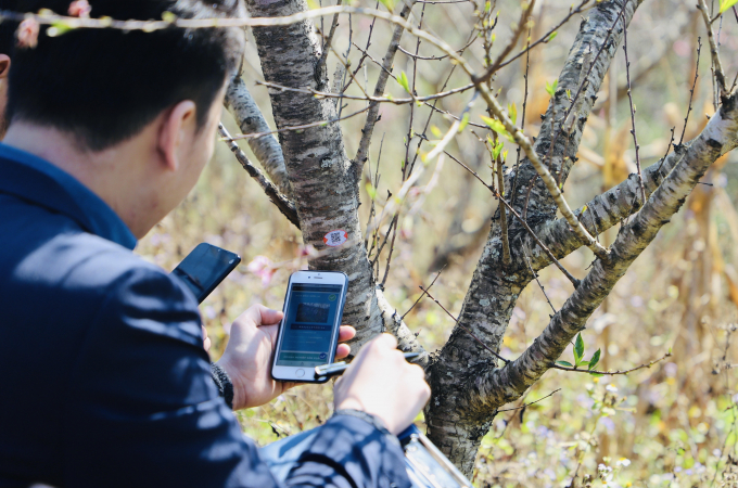 Chuyên gia Trung tâm Mã số Mã vạch Quốc gia hướng dẫn dán tem truy xuất nguồn gốc cho cây đào tại huyện Yên Châu, tỉnh Sơn La. Ảnh: Hà Thủy.