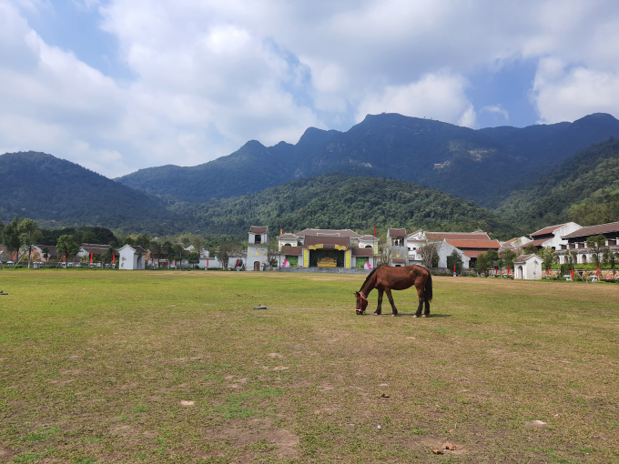 Chú ngựa thảnh thơi ăn cỏ tại trung tâm văn hóa Trúc Lâm Yên Tử, nơi thường tổ chức các sự kiện lớn