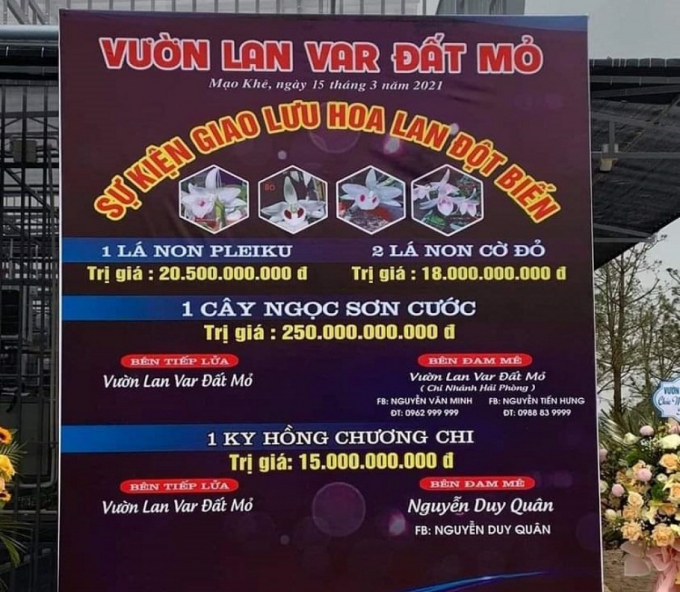 Xôn xao thương vụ chuyển giao lan đột biến Ngọc Sơn Cước giá 250 tỷ đồng tại Quảng Ninh.