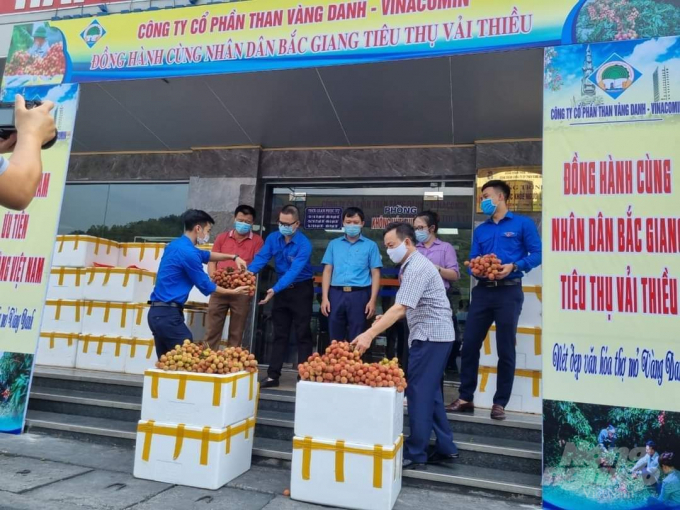 Công ty than Vàng Danh - TKV mua 11 tấn vải thiều Bắc Giang để tặng công nhân