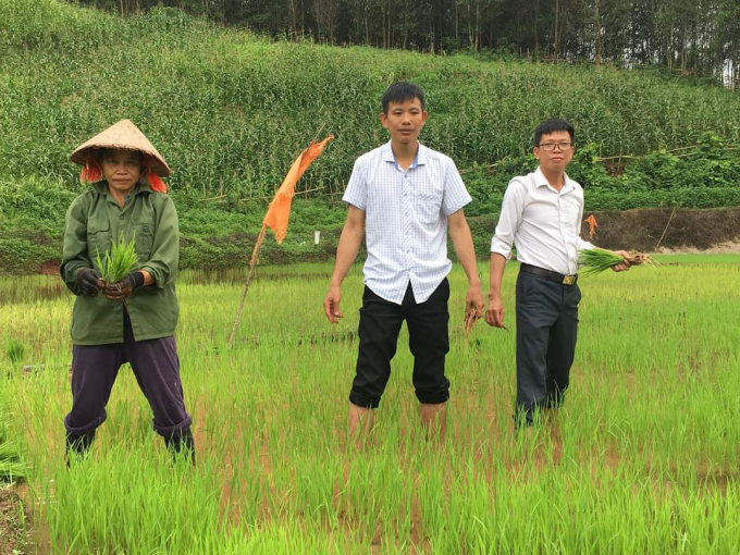 Lúa sinh trưởng, phát triển tốt mặc dù lần đầu gieo cấy tại huyện Mường Nhé.