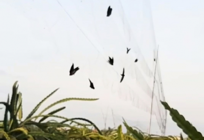 Hàng trăm chim yến bị vướng lưới mỗi đêm, chết rơi vãi ngoài vườn thanh long. Ảnh: Cắt từ clip.