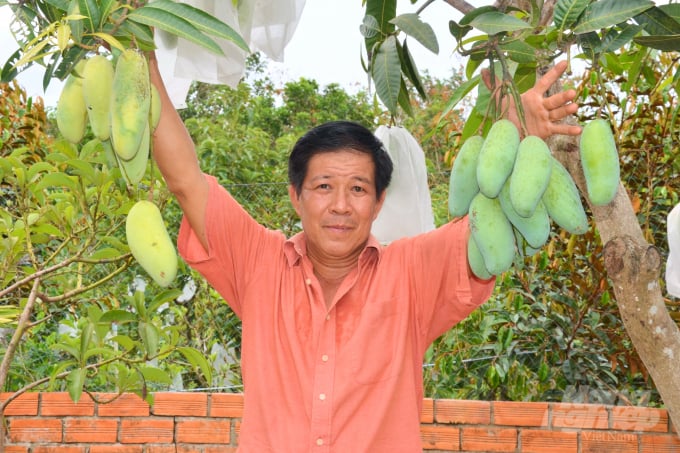 Xoài Tài Lộc do nhà vườn Nguyễn Thanh Sơn lai tạo thành công. Ảnh: Minh Đảm