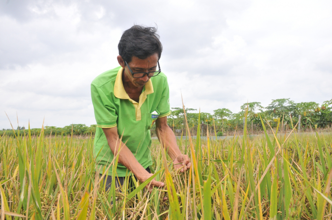 Anh Hoa Sĩ Hiền giành 4 công đất (tương đương 4.000 m2) chỉ để trồng thưc nghiệm lai tạo lúa giống. Và sau hơn 20 năm, đến nay anh sở hữu 50 giống lúa có những đặc điểm vượt trội. Ảnh: HHA.