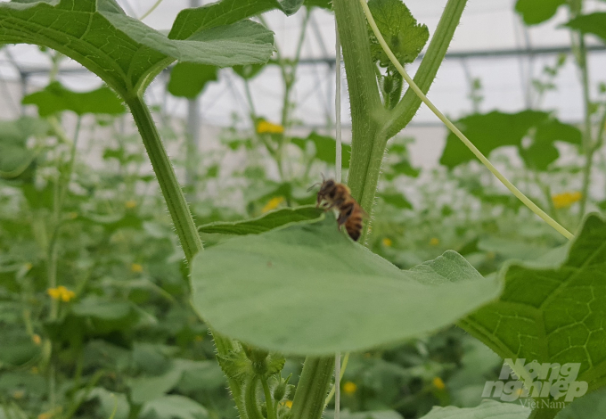 Farm nuôi ong mật để thụ phấn cho dưa. Ảnh: Ngọc Thắng.