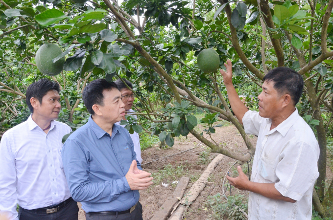 Đại diện Trung tâm Khuyến nông Quốc gia, Bayer Việt Nam, Trung tâm tâm Khuyến nông Bến Tre tìm hiểu cách thức khôi phục vườn bưởi của hộ ông Phạm Thành Tri. Ảnh: Minh Đảm.