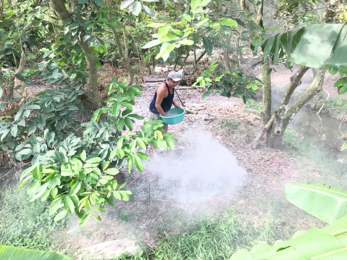 Nông dân Bến Tre rải vôi xử lý đất nhiễm mặn, phèn trên cây chôm chôm. Ảnh: Minh Đãm.