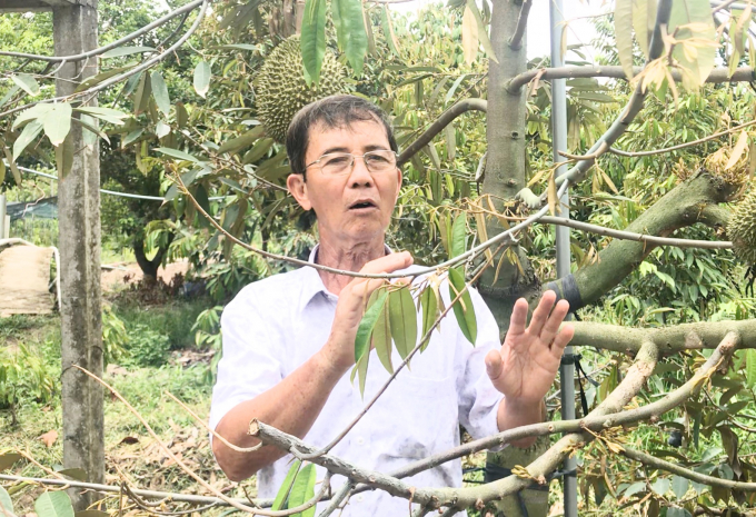 Vườn cây của ông Nguyễn Công Thành vẫn xanh tốt giữa vòng vây của hạn mặn nhờ tích nước và sử dụng nước tiết kiệm. Ảnh: Minh Đãm.