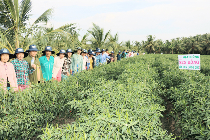 Nhiều hộ dân ở xã Bình Ninh, huyện Chợ Gạo, tỉnh Tiền Giang khá lên nhờ mô hình trồng ớt. Ảnh: Minh Đảm.