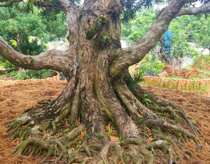 Một cây vạn niên tùng được chú ý tại vườn của ông Khoa. Ảnh: Minh Đảm.