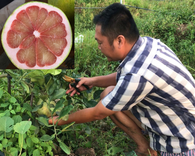 Anh Phan Duy Khiêm kiểm tra chất lượng trái bưởi ruby đầu tiên của trang trại. Ảnh: Minh Đảm.