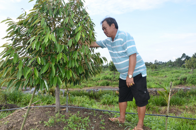 Đất ở ĐBSCL đang thiếu kali nghiêm trọng cần tăng cường bổ sung kali cho cây, nhất là ở giai đoạn nuôi trái. Ảnh: Minh Đảm.