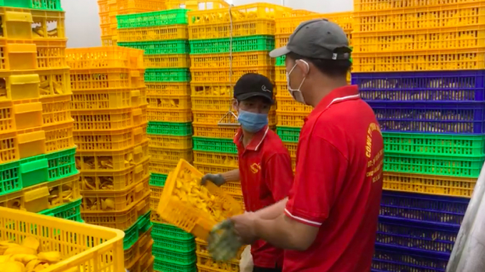 Mỗi ngày Công ty VinaXo thu mua hàng chục tấn trái cây tươi cho nhà nông. Ảnh: Minh Đảm.