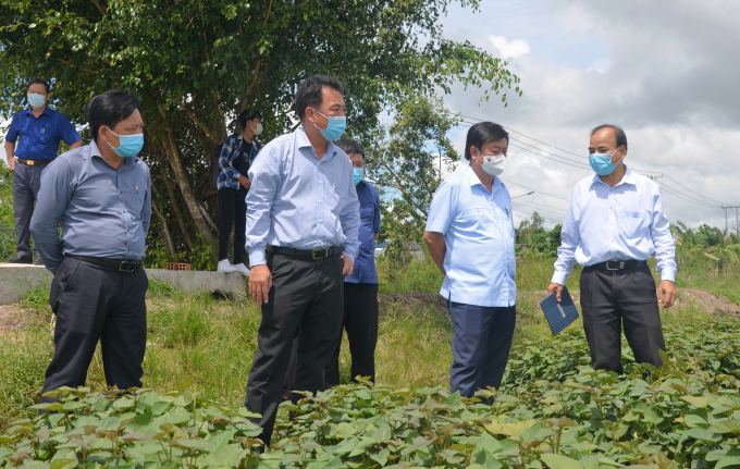 Bộ trưởng Lê Minh Hoan khảo sát tình hình sản xuất, tiêu thụ khoai lang tại Vĩnh Long. Ảnh: Minh Đảm.