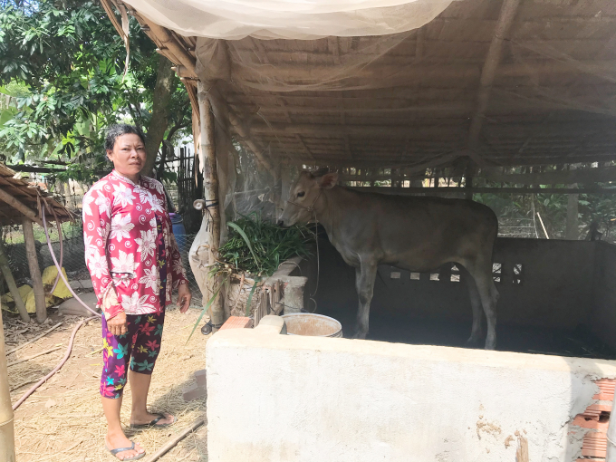 Bà Sơn Thị Sa Kha nhận bò hỗ trợ từ chương trình 135 năm 2020. Ảnh: MĐ.