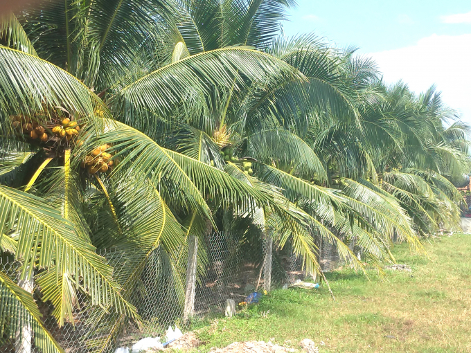 In recent years, the coconut area has gradually increased in the Mekong Delta due to good consumption. Photo: MD.