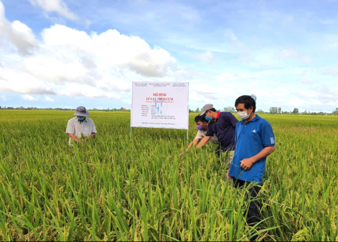 Ruộng lúa sạ theo khóm (54 kg/ha) của hộ ông Nguyễn Quang Hưng tại huyện Vĩnh Thạnh, TP Cần Thơ thuộc chương trình canh tác lúa thông minh vụ hè thu 2021. Ảnh: NVĐ.