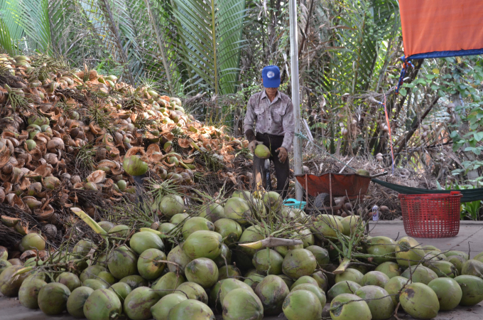 Hiện các doanh nghiệp tại tỉnh Bến Tre thu mua dừa khô của nông dân với giá trên 8.600 đồng/kg (trái dừa lột vỏ), tương đương hơn 100.000 đồng/chục (12 trái). Ảnh: Minh Đảm.