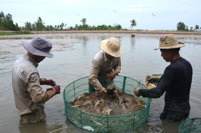 Besides organic rice crops, farmers also take advantage of giant freshwater shrimp farming to bring high income. Photo: Minh Dam.