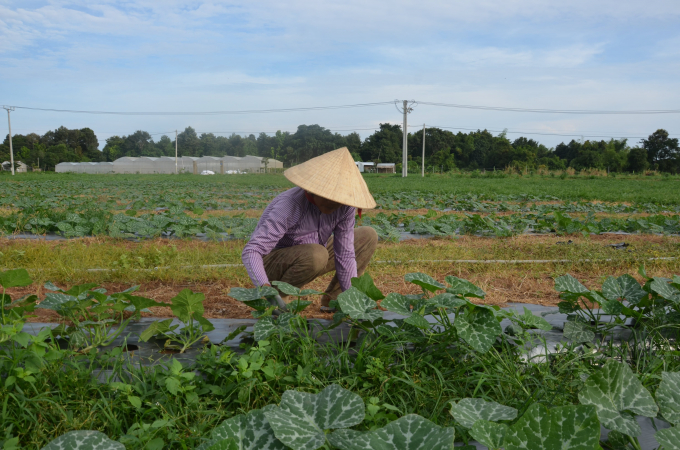 Sản xuất rau màu thích ứng biến đổi khí hậu tại xã Long Sơn, huyện Cầu Ngang, tỉnh Trà Vinh. Ảnh: Hữu Đức.