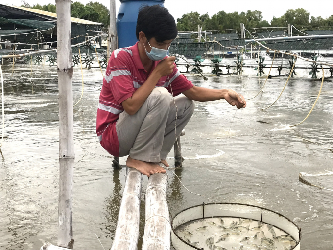 Three-stage whiteleg shrimp farming model with tarpaulin technology is experimented at Tra Vinh University. Photo: Minh Dam.