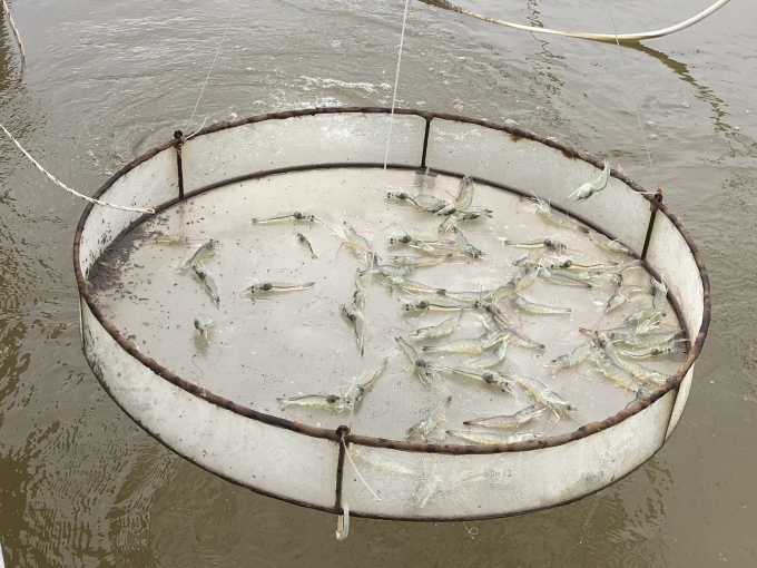 Shrimp farming in 2-3 stages has helped to reduce risks while saving costs with high efficiency. Photo: Minh Dam.