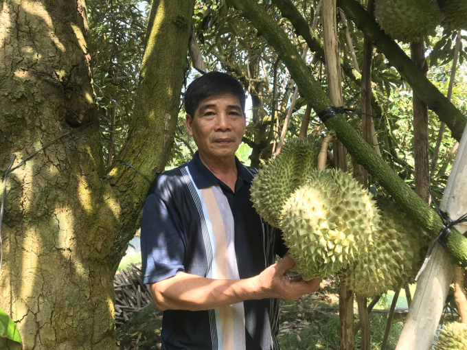 Một vườn sầu riêng của nông dân Tiền Giang vừa mới khôi phục sau đợt hạn mặn 2019-2020. Ảnh: Minh Đảm.