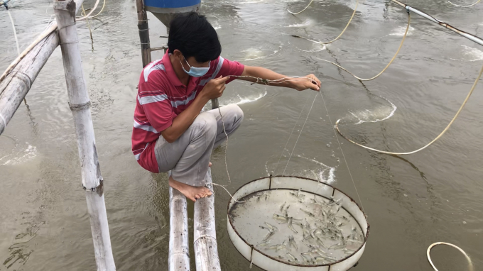 Bioproducts are used in white leg shrimp farming in Tien Giang Province. Photo: Minh Dam.