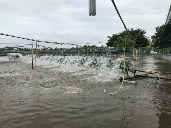 Bioproducts for treating water and pond bottom help to decompose organic matter in the water – a factor that pollutes the water environment, decomposes dead algae and reduce the increases of pond bottom sludge. Photo: Minh Dam.