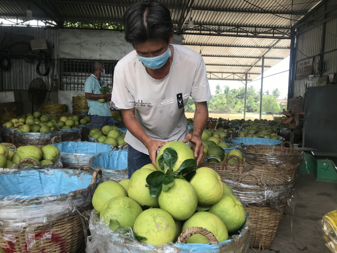 Diện tích cây ăn trái ở Vĩnh Long năm 2021 tăng 4,2% so với năm 2020. Ảnh: Minh Đảm.