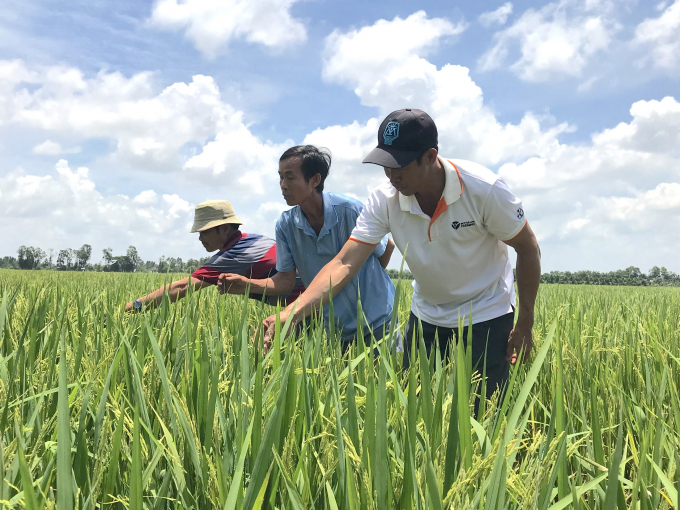 Nông dân Gò Công Đông trồng lúa thích ứng với biến đổi khí hậu. Ảnh: Minh Đảm.
