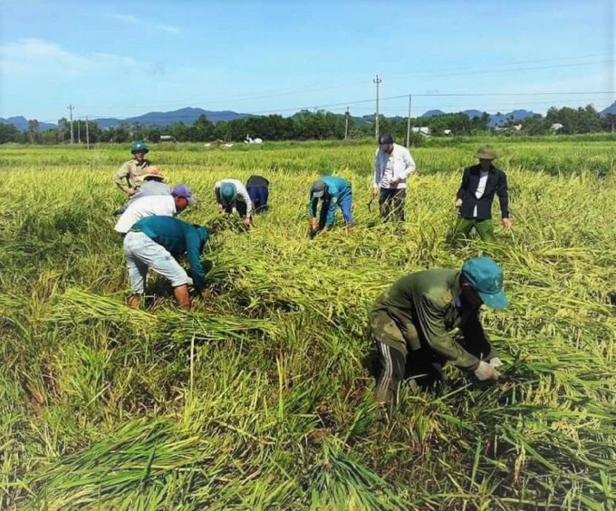 Vietnam ensures good food security in the context of severe natural disasters and the Covid-19 pandemic. Photo: TL.