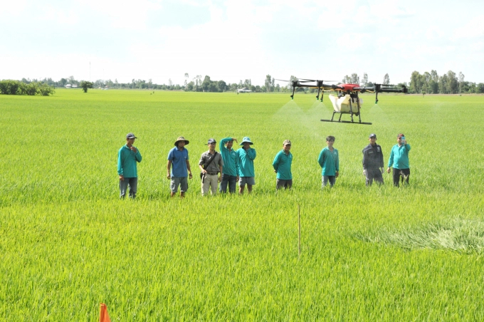 Drones for spraying plant protection drugs were used in summer-autumn crop in My Dong 2 ( Thap Muoi, Dong Thap). Photo: Le Hoang Vu.