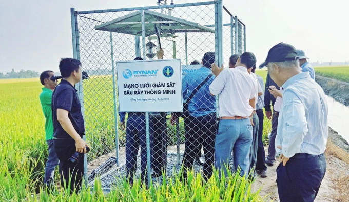 Pest management system in the ideal rice cultivation field in Dong Thap. Photo: Le Hoang Vu.